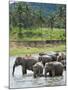 Asian Elephants Bathing in the River, Pinnawela Elephant Orphanage, Sri Lanka, Indian Ocean, Asia-Kim Walker-Mounted Photographic Print