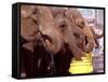 Asian Elephants Belonging to the Ringling Bros. and Barnum & Bailey Circus Take a Water Break-null-Framed Stretched Canvas