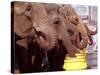 Asian Elephants Belonging to the Ringling Bros. and Barnum & Bailey Circus Take a Water Break-null-Stretched Canvas