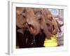 Asian Elephants Belonging to the Ringling Bros. and Barnum & Bailey Circus Take a Water Break-null-Framed Photographic Print