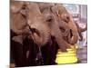 Asian Elephants Belonging to the Ringling Bros. and Barnum & Bailey Circus Take a Water Break-null-Mounted Photographic Print