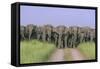 Asian Elephants Blocking the Track-null-Framed Stretched Canvas