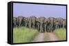 Asian Elephants Blocking the Track-null-Framed Stretched Canvas