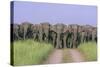 Asian Elephants Blocking the Track-null-Stretched Canvas