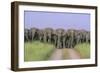 Asian Elephants Blocking the Track-null-Framed Photographic Print