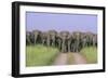 Asian Elephants Blocking the Track-null-Framed Photographic Print