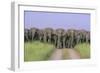 Asian Elephants Blocking the Track-null-Framed Photographic Print