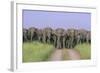 Asian Elephants Blocking the Track-null-Framed Photographic Print