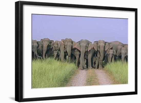 Asian Elephants Blocking the Track-null-Framed Photographic Print