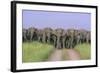 Asian Elephants Blocking the Track-null-Framed Photographic Print