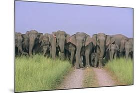 Asian Elephants Blocking the Track-null-Mounted Photographic Print