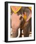 Asian Elephants Transportation, Ayuthaya, Thailand-Gavriel Jecan-Framed Photographic Print