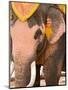 Asian Elephants Transportation, Ayuthaya, Thailand-Gavriel Jecan-Mounted Photographic Print