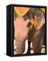 Asian Elephants Transportation, Ayuthaya, Thailand-Gavriel Jecan-Framed Stretched Canvas
