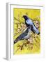 Asian Fairy-Bluebird (Irena Puella), Irenidae-null-Framed Giclee Print