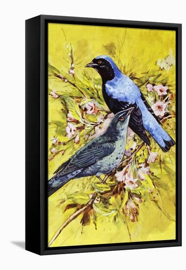 Asian Fairy-Bluebird (Irena Puella), Irenidae-null-Framed Stretched Canvas