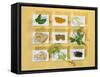 Asian Herbs and Spices-Christiane Krüger-Framed Stretched Canvas