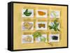 Asian Herbs and Spices-Christiane Krüger-Framed Stretched Canvas