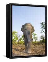 Asian Indian Elephant Bandhavgarh National Park, India. 2007-Tony Heald-Framed Stretched Canvas