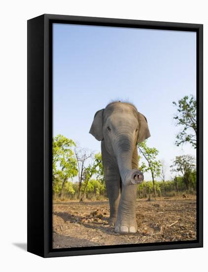 Asian Indian Elephant Bandhavgarh National Park, India. 2007-Tony Heald-Framed Stretched Canvas