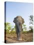 Asian Indian Elephant Bandhavgarh National Park, India. 2007-Tony Heald-Stretched Canvas