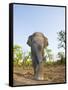 Asian Indian Elephant Bandhavgarh National Park, India. 2007-Tony Heald-Framed Stretched Canvas