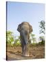 Asian Indian Elephant Bandhavgarh National Park, India. 2007-Tony Heald-Stretched Canvas