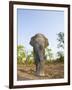 Asian Indian Elephant Bandhavgarh National Park, India. 2007-Tony Heald-Framed Premium Photographic Print