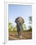 Asian Indian Elephant Bandhavgarh National Park, India. 2007-Tony Heald-Framed Premium Photographic Print