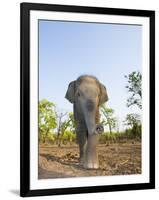 Asian Indian Elephant Bandhavgarh National Park, India. 2007-Tony Heald-Framed Premium Photographic Print