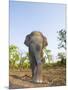 Asian Indian Elephant Bandhavgarh National Park, India. 2007-Tony Heald-Mounted Premium Photographic Print