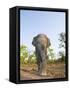 Asian Indian Elephant Bandhavgarh National Park, India. 2007-Tony Heald-Framed Stretched Canvas