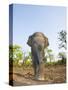 Asian Indian Elephant Bandhavgarh National Park, India. 2007-Tony Heald-Stretched Canvas