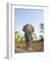 Asian Indian Elephant Bandhavgarh National Park, India. 2007-Tony Heald-Framed Photographic Print