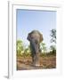 Asian Indian Elephant Bandhavgarh National Park, India. 2007-Tony Heald-Framed Photographic Print