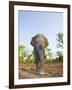 Asian Indian Elephant Bandhavgarh National Park, India. 2007-Tony Heald-Framed Photographic Print