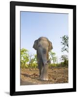 Asian Indian Elephant Bandhavgarh National Park, India. 2007-Tony Heald-Framed Photographic Print