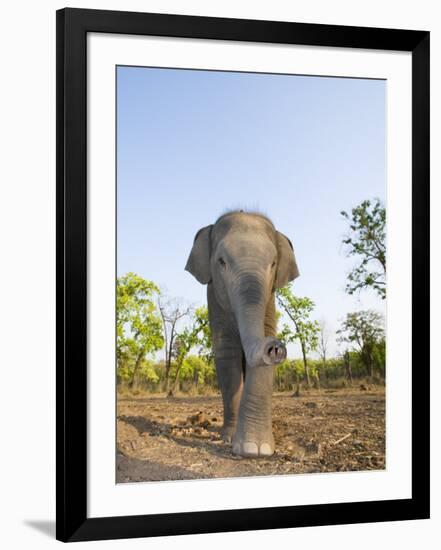 Asian Indian Elephant Bandhavgarh National Park, India. 2007-Tony Heald-Framed Photographic Print