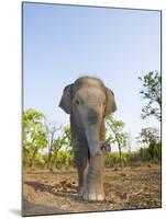 Asian Indian Elephant Bandhavgarh National Park, India. 2007-Tony Heald-Mounted Photographic Print