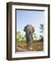 Asian Indian Elephant Bandhavgarh National Park, India. 2007-Tony Heald-Framed Photographic Print