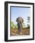 Asian Indian Elephant Bandhavgarh National Park, India. 2007-Tony Heald-Framed Photographic Print