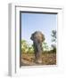 Asian Indian Elephant Bandhavgarh National Park, India. 2007-Tony Heald-Framed Photographic Print