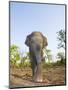 Asian Indian Elephant Bandhavgarh National Park, India. 2007-Tony Heald-Mounted Photographic Print