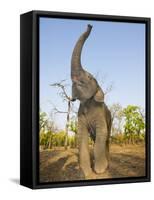 Asian Indian Elephant Holding Trunk in the Air, Bandhavgarh National Park, India. 2007-Tony Heald-Framed Stretched Canvas