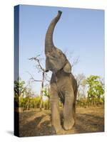 Asian Indian Elephant Holding Trunk in the Air, Bandhavgarh National Park, India. 2007-Tony Heald-Stretched Canvas