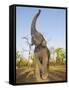 Asian Indian Elephant Holding Trunk in the Air, Bandhavgarh National Park, India. 2007-Tony Heald-Framed Stretched Canvas