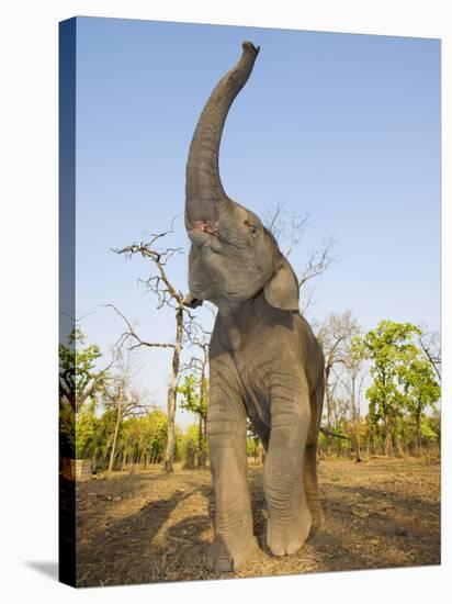 Asian Indian Elephant Holding Trunk in the Air, Bandhavgarh National Park, India. 2007-Tony Heald-Stretched Canvas