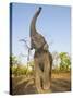 Asian Indian Elephant Holding Trunk in the Air, Bandhavgarh National Park, India. 2007-Tony Heald-Stretched Canvas