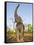 Asian Indian Elephant Holding Trunk in the Air, Bandhavgarh National Park, India. 2007-Tony Heald-Framed Stretched Canvas