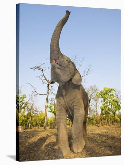 Asian Indian Elephant Holding Trunk in the Air, Bandhavgarh National Park, India. 2007-Tony Heald-Stretched Canvas